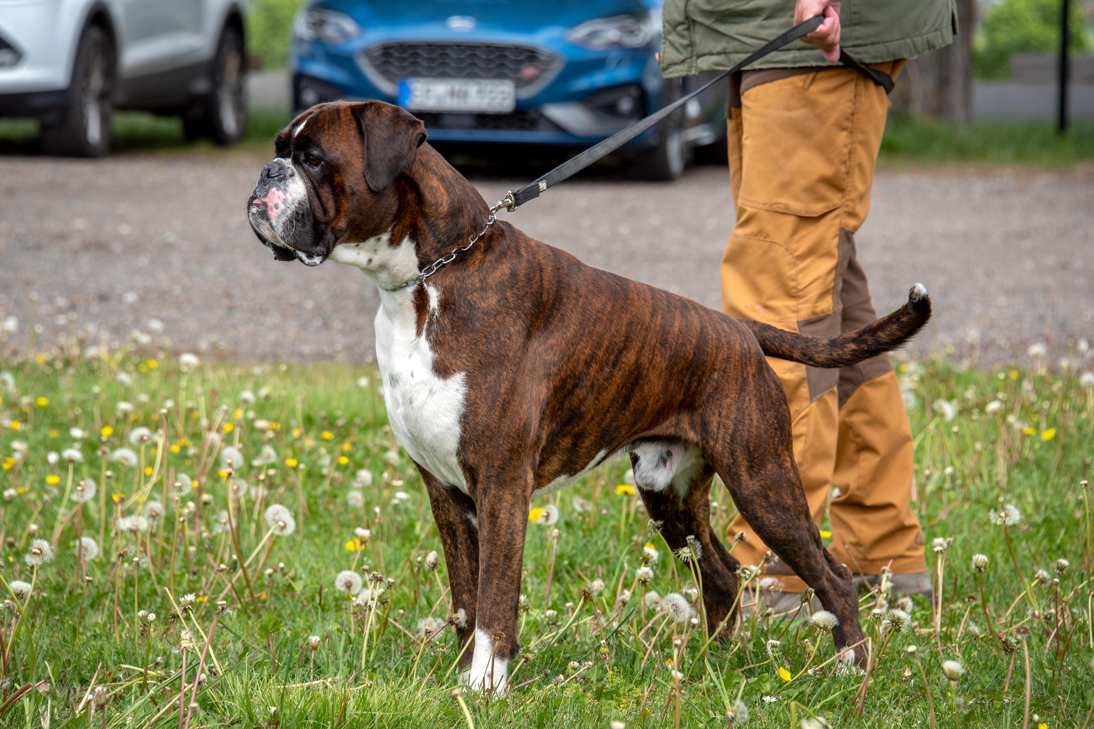 Enzo vom Schwanenschloss